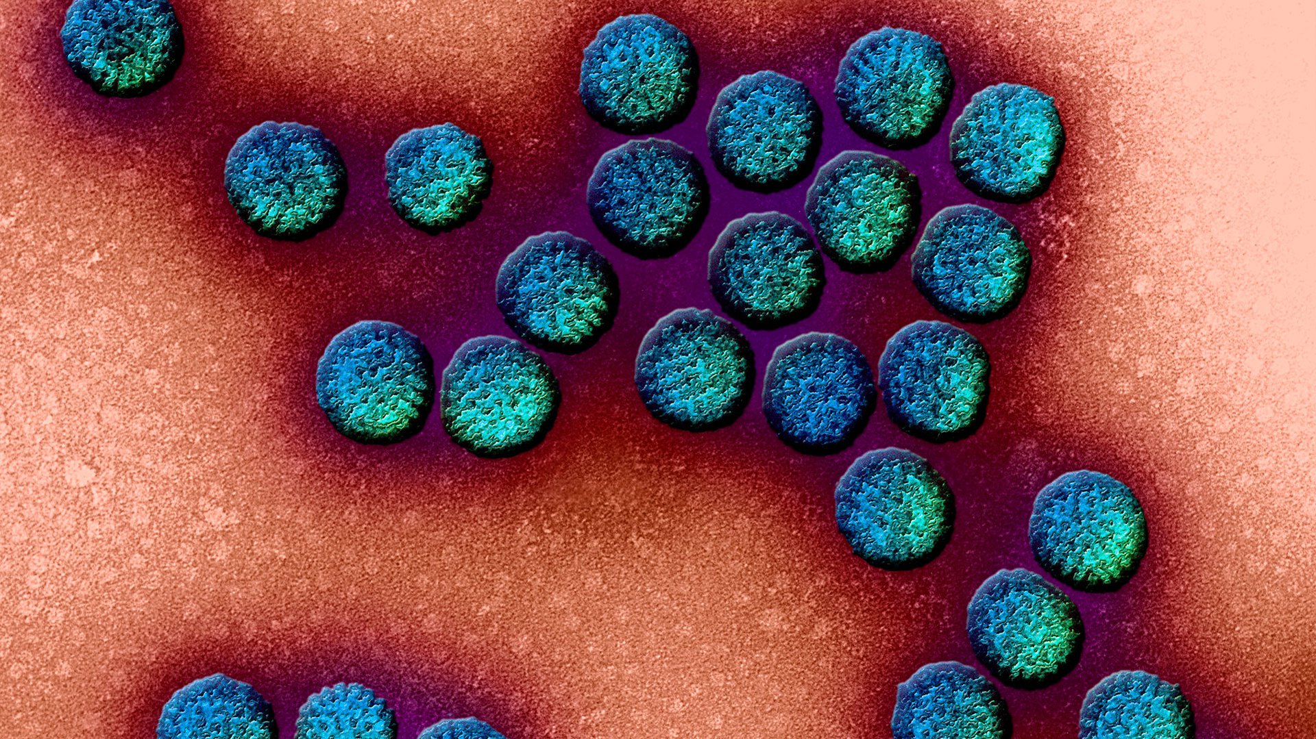 collegereeks microbiome rotavirus anp 1920x1080.jpg 1920x0 q85 subsampling 2